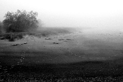 Montrose-Beach-fog61