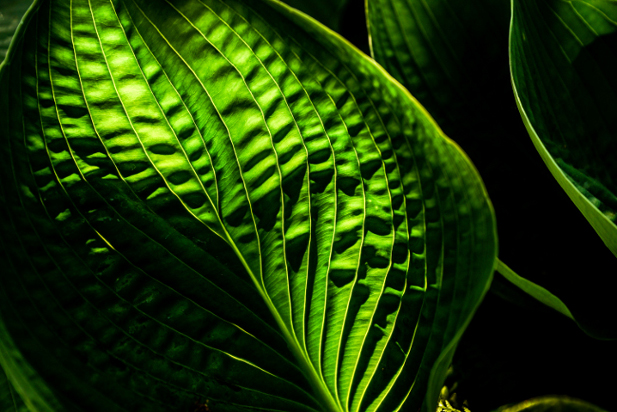 Light, Shape, and Texture 1a - Sony a77, 16mm-50mm 2.8, off-camera flash, full crop