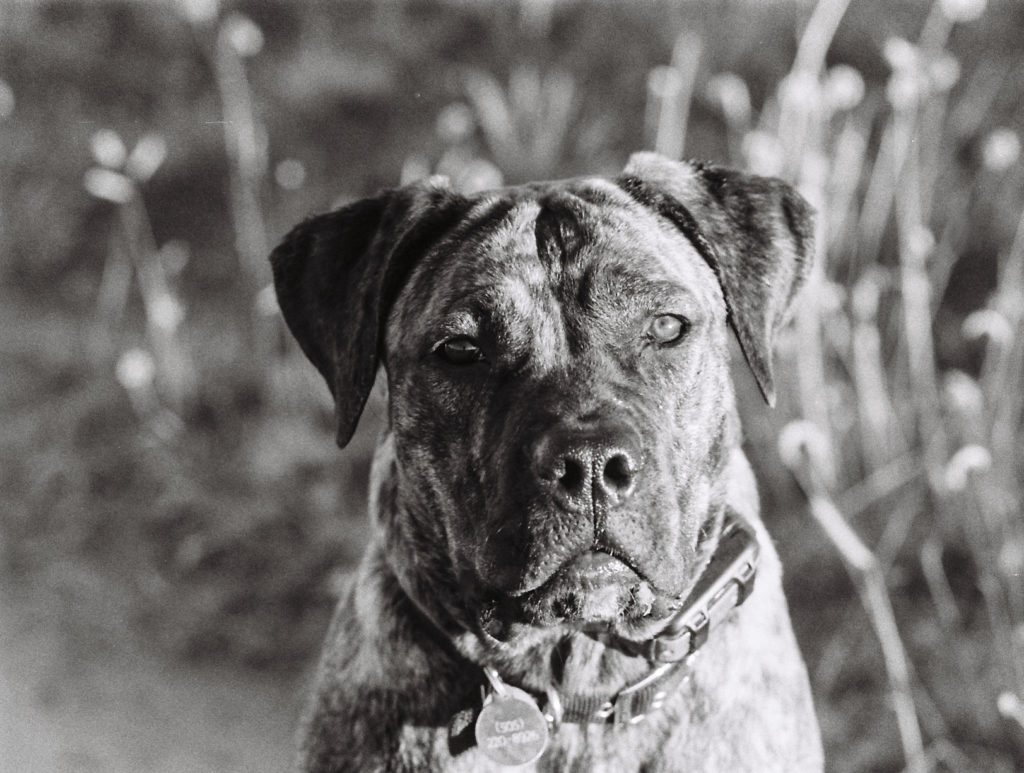 Luna, Cane Corso 